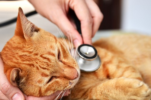 Veterinary Services in Fort Myers, FL | Riverdale Veterinary Clinic
